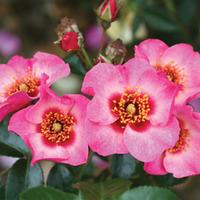 Rose \'Bright as a Button\' (Shrub Rose) - 1 bare root rose plant