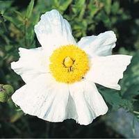Romneya coulteri - 1 packet (25 ...
