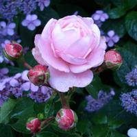 Rose \'Inner Wheel Forever®\' - 1 bare root rose plant