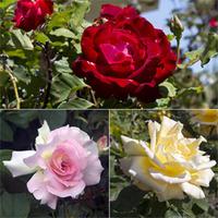 Rose \'Breeder\'s Choice Collection\' (Hybrid Tea Rose) - 3 bare root rose plants - 1 of each variety