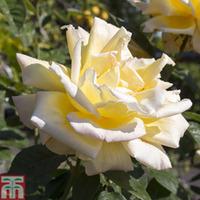 Rose \'Breeder\'s Choice Gold\' (Hybrid Tea Rose) - 1 bare root rose plant
