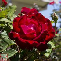 Rose \'Breeder\'s Choice Red\' (Hybrid Tea Rose) - 1 bare root rose plant
