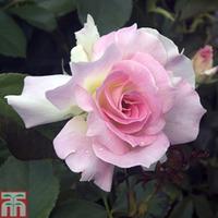 Rose \'Breeder\'s Choice Pink\' (Hybrid Tea Rose) - 1 bare root rose plant