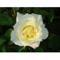 Rose \'Easy Elegance Macys Pride\' (Large Plant) - 1 x 3 litre potted rosa plant