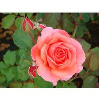 Rose \'Easy Elegance Kiss Me\' (Large Plant) - 2 x 3 litre potted rosa plants