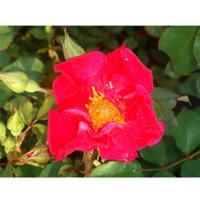 Rose \'Easy Elegance Great Wall\' (Large Plant) - 2 x 3 litre potted rosa plants