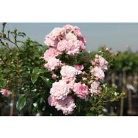 Rose \'The Fairy\' (Polyantha) (Large Plant) - 1 x 1.5 litre potted rosa plant