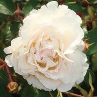 Rose \'Easy Elegance Snowdrift\' (Shrub Rose) (Large Plant) - 2 x 3 litre potted rose plants