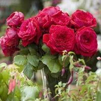 Rose \'The One and Only\' (Hybrid Tea Rose) - 1 bare root rose plant