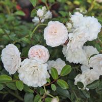 Rose \'Sea Foam\' (Shrub Rose) (Large Plant) - 1 x 3.5 litre potted rose plant