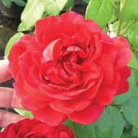 Rose \'Naomi\' (Hybrid Tea Rose) - 1 bare root rose plant