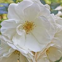 Rose rugosa \'Alba\' (Species Shrub Rose) (Large Plant) - 2 x 3.5 litre potted rose plants
