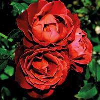 Rose \'Hot Chocolate\' - 1 bare root rose plant