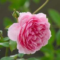 Rose \'Pink Fire\' (Floribunda Rose) (Large Plant) - 1 x 3.5 litre potted rose plant