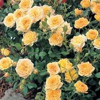 rose yellow fairy shrub rose large plant 2 x 35 litre potted rose plan ...