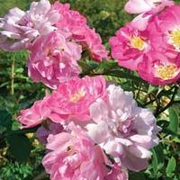 Rose multiflora nana perpetua \'Garden Party\' (Miniature Rose) - 1 packet (20 rose seeds)