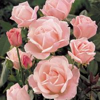 Rose \'Queen Elizabeth\' (Floribunda Rose) - 1 bare root rose plant