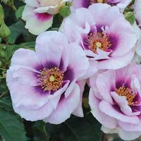 Rose \'Blue Eyes\' (Floribunda Rose) - 2 bare root rose plants