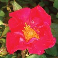 Rose \'Easy Elegance Great Wall\' (Shrub Rose) (Large Plant) - 1 x 3 litre potted rose plant