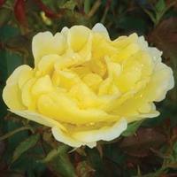 Rose \'Easy Elegance Yellow Submarine\' (Shrub Rose) (Large Plant) - 2 x 3 litre potted rose plants
