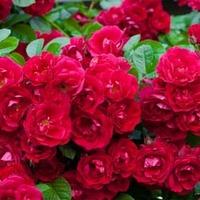 Rose \'Red Fairy\' (Polyantha) (Large Plant) - 2 x 3.5 litre potted rose plants