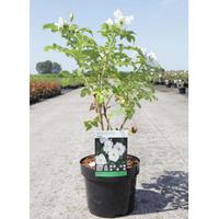 Rose rugosa \'Alba\' (Large Plant) - 2 x 3.6 litre potted rosa plants