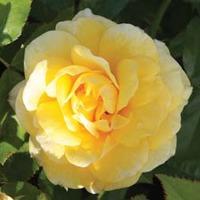 Rose \'Easy Elegance Yellow Brick\' (Shrub Rose) (Large Plant) - 2 x 3 litre potted rose plants