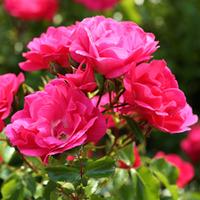 Rose \'Centre Stage\' (Shrub Rose) (Large Plant) - 1 x 4 litre potted rose plant