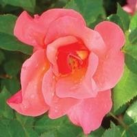Rose \'Easy Elegance Centennial\' (Shrub Rose) (Large Plant) - 1 x 3 litre potted rose plant