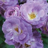Rose \'Blue for You\' (Floribunda Rose) - 2 bare root rose plants