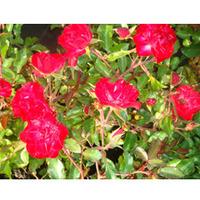 Rose \'Easy Elegance Mystic Fairy\' (Large Plant) - 2 x 3 litre potted rosa plants
