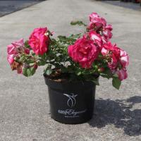 Rose \'Easy Elegance Sunrise Sunset\' (Large Plant) - 1 x 3 litre potted rosa plant