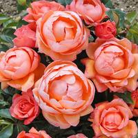 Rose \'Lady Marmalade\' (Floribunda) - 3 bare root rose plants + 300g of incredibloom®