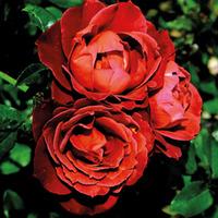 Rose \'Hot Chocolate\' - 2 bare root rose plants