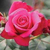 Rose \'Charisma\' - 2 bare root rose plants