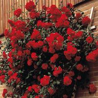 Rose \'Paul\'s Scarlet\' (Climbing) - 2 bare root rose plants