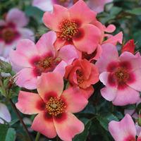 Rose \'For Your Eyes Only\' (Floribunda Rose) - 2 bare root rose plants