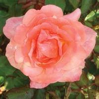 Rose \'Easy Elegance Sweet Fragrance\' (Shrub Rose) (Large Plant) - 2 x 3 litre potted rose plants