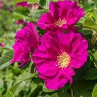 Rose rugosa \'Rubra\' (Species Shrub Rose) (Large Plant) - 2 x 3.5 litre potted rose plants