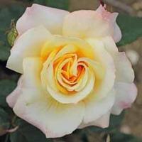 Rose \'Sunny Sky\' - 1 bare root rose plant
