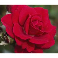 Rose \'Easy Elegance Super Hero\' (Large Plant) - 1 x 3 litre potted rosa plant