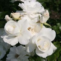 Rose \'Snow White\' (Large Plant) - 1 x 9 litre potted rosa plant