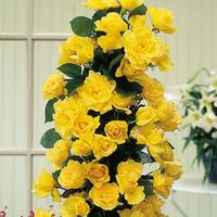 Rose \'Golden Showers\' (Large Plant) - 2 x 3 litre potted rosa plants