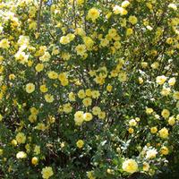 Rose banksiae \'Lutea\' (Climbing Rose) (Large Plant) - 2 x 7 litre potted rosa plants