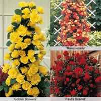 Rose \'Climbing Collection\' - 6 bare root rose plants - 2 of each variety