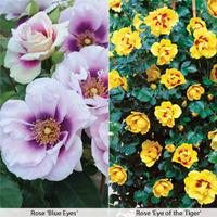 rose duo collection 2 bare root rose plants 1 of each variety