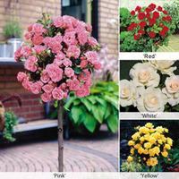 Rose Standards - 4 bare root rose plants - 1 of each colour