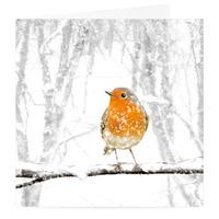 Robin\'s Perch Christmas Card