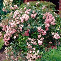 Rose \'The Fairy\' (Polyantha) (Large Plant) - 1 rose plant in 3.5 litre pot