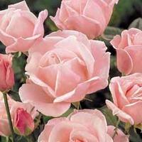Rose \'Queen Elizabeth\' - 2 bare root rose plants
